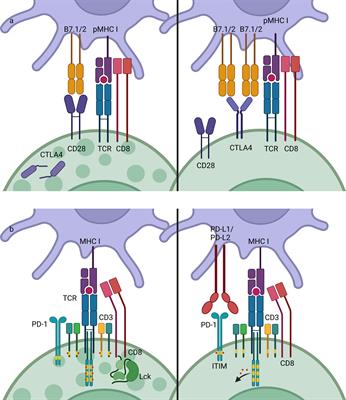 Cutaneous immune-related adverse events to immune checkpoint inhibitors: from underlying immunological mechanisms to multi-omics prediction